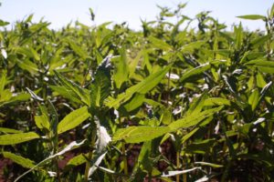 Weed Management in Niger