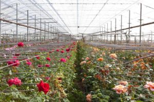 Rose Cultivation