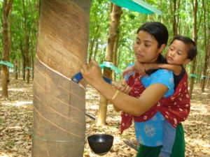 Rubber Plantation