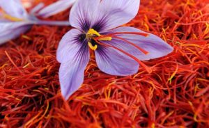 Saffron Flower Cultivation