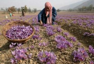 Saffron Flower Cultivation in India