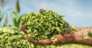 Cattle Food Silage