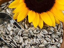 Sun Flower Seeds