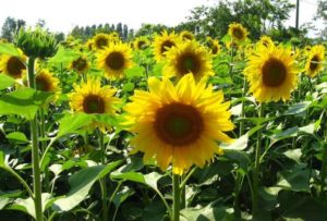 Sunflower-Cultivation