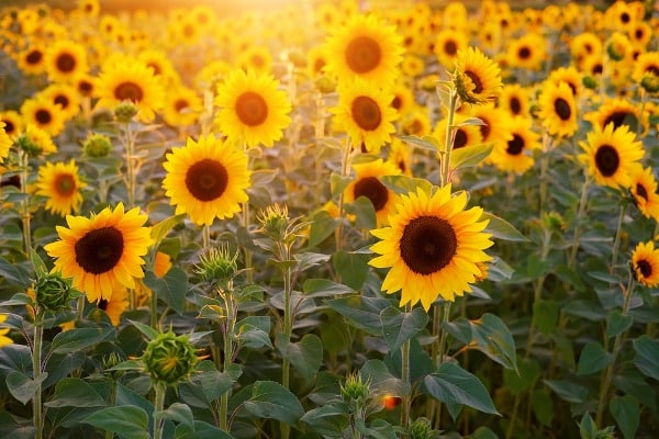 sunflower crop