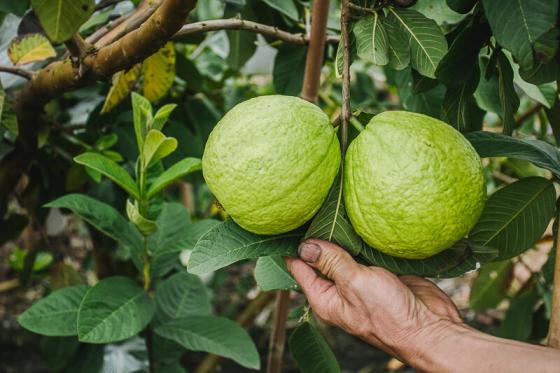 Taiwan Guava