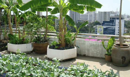 Terrace Gardening