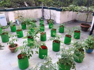 Terrace Vegetable Garden