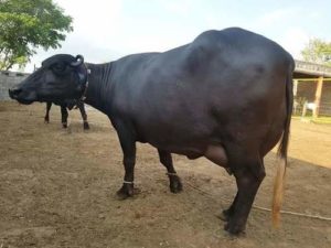 murrah buffalo