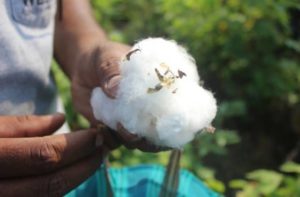 Pink Bollworm