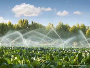 Water Management in Safflower