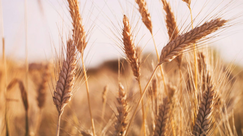 Wheat Procurement