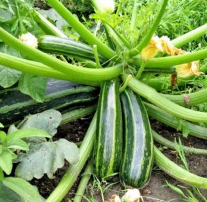 Zucchini Farming