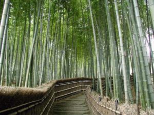 bamboo processing units