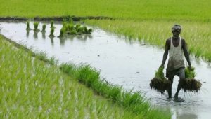 Haryana Farmers