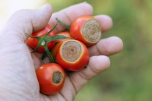 Tomato Crop