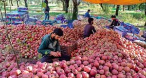 Kashmir Apple 