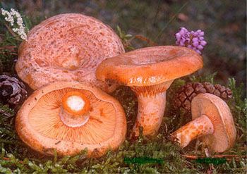 Saffron mushroom