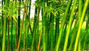 bamboo processing units