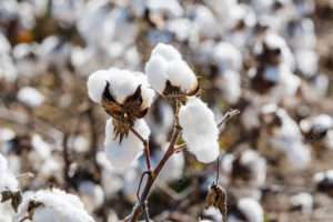 Cotton Farming