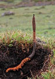 Cordyceps cultivation