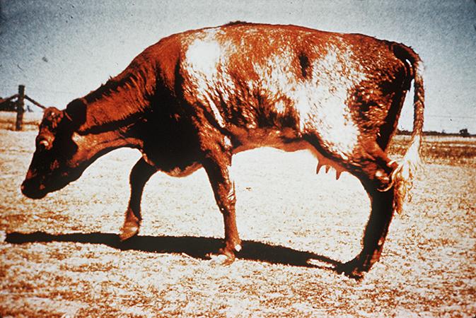 Calcium, Phosphorus Deficiency in Cattle