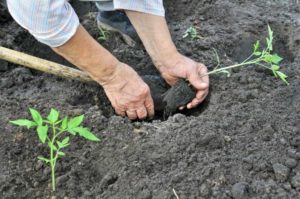 Tomato Plantation