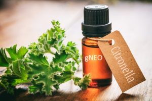 citronella essential oil