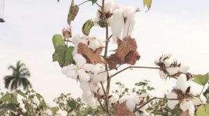 Cotton Varieties