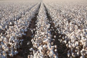 Cotton Varieties