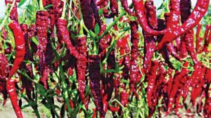 Telangana Red chilli