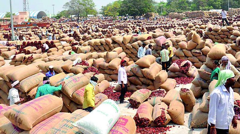 Telangana Red chilli