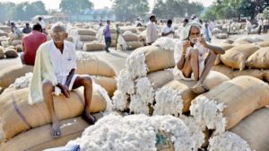 Cotton Price