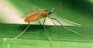 Rice Gall Midge