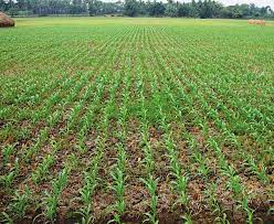 Sorghum Plants