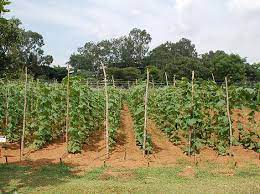 Farmer success story - Ridge Gourd Cultivation