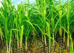 Sugarcane 