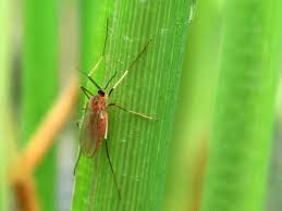 Rice Gall Midge Management