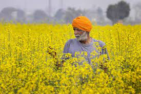 Mustard Cultivation