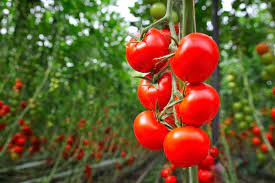 Tomato Farming