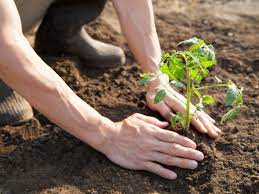 Tomato Plant