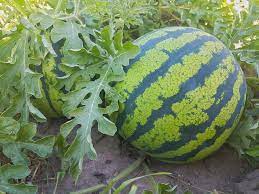 Watermelon Farming