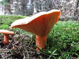 Saffron mushroom