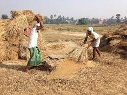 Wheat Harvesting and Storage