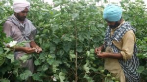 Indian Farmers