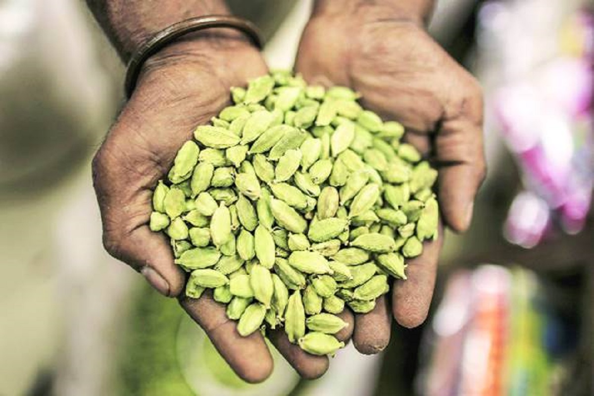 Cardamom Cultivation