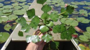 Chestnuts & Medicinal Plants