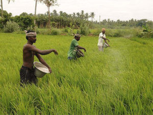  Farmers who repay the Agri loan on time will get 5 percent interest subsidy rajasthan government 