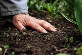 Indian Farmer