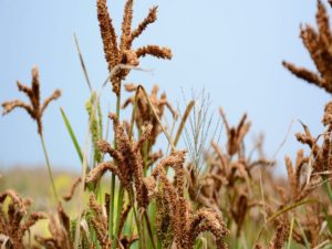 Ragi Crop